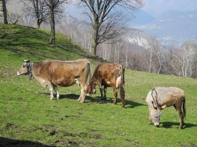 Agriturismo Piccolo Paradiso Pianello Del Lario Exterior foto
