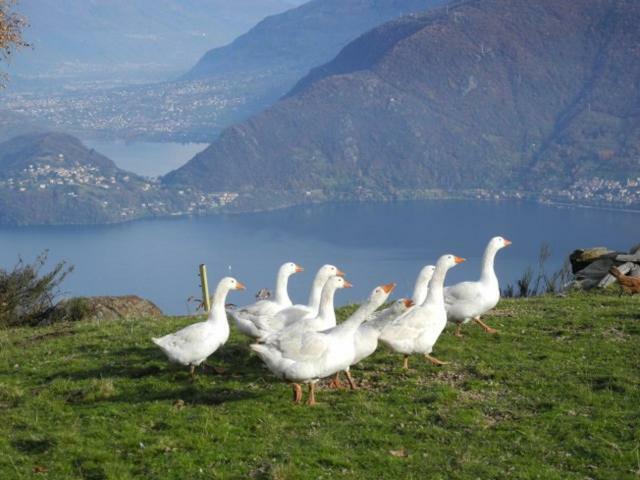 Agriturismo Piccolo Paradiso Pianello Del Lario Exterior foto